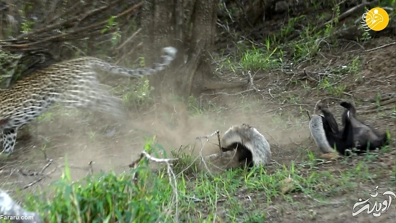 (ویدئو) حمله وحشتناک گورکن عسلخوار به پلنگ